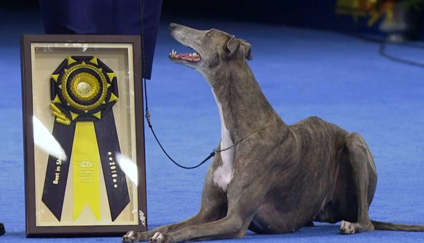 Conoce a ‘Gia’, la greyhound ganadora del National Dog Show