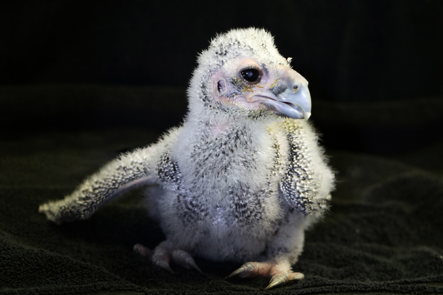 ジャッキーマリーヴォーグ「Eagle Owlet Chick」S２号,オリジナル ジャッキーマリーヴォーグ「Eagle Owlet Chick」S2号,オリジナル