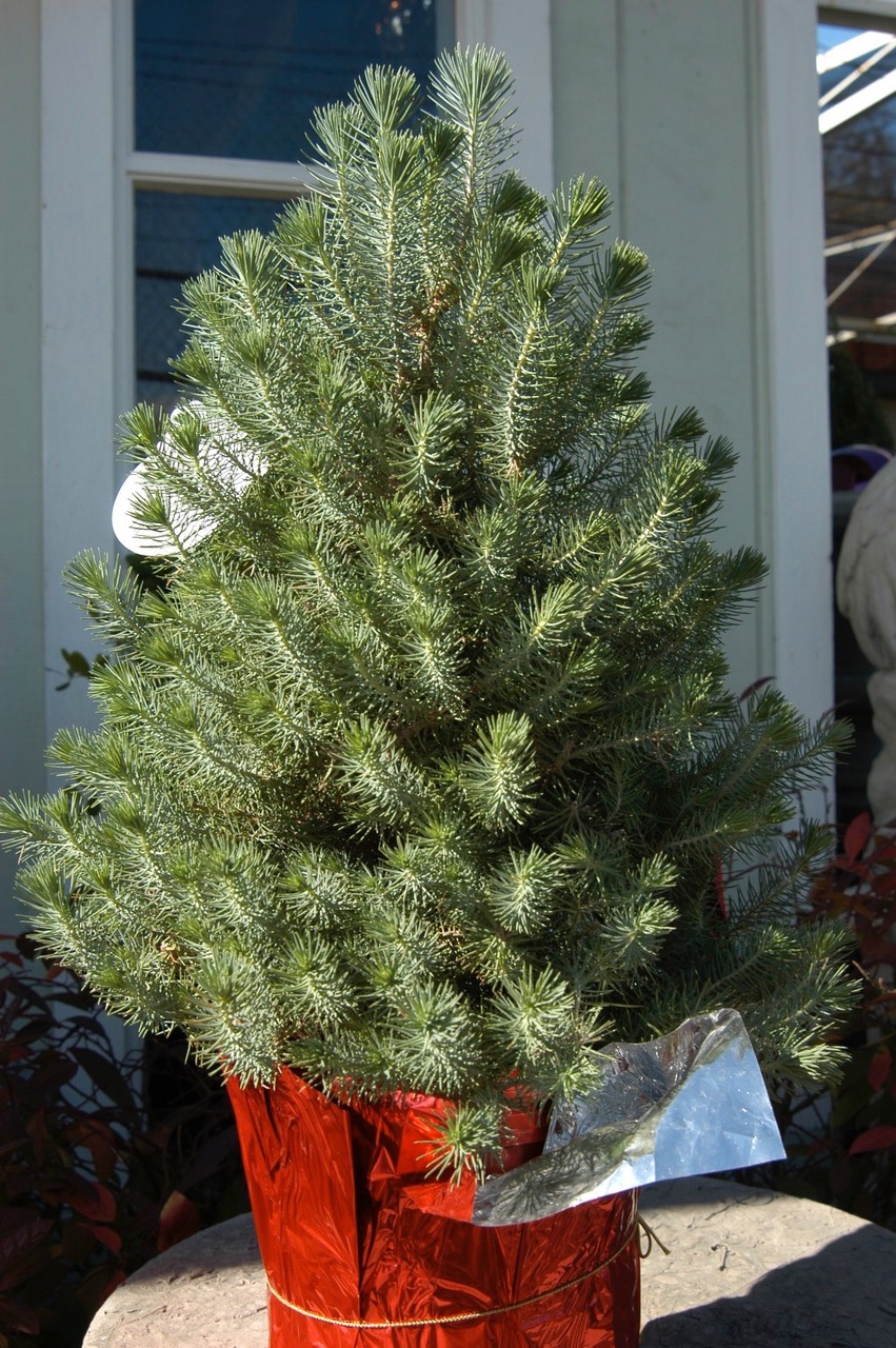 Your Guide To Buying Living Christmas Trees That You Can Plant In Your Backyard Later