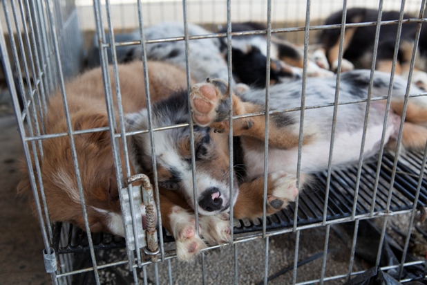 traders village dogs